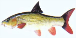 coarsefish