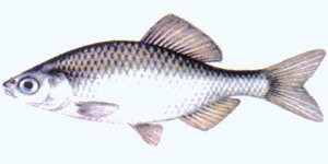 coarsefish