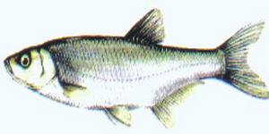 coarsefish