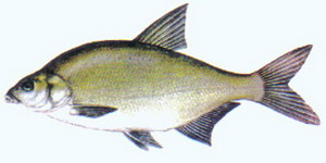 coarsefish