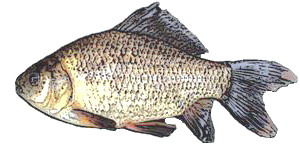 coarsefish