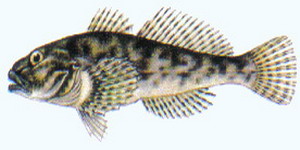 coarsefish