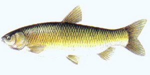 coarsefish