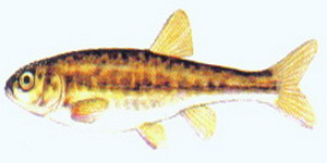 coarsefish