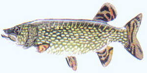 coarsefish