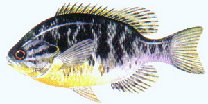 coarsefish