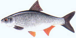 coarsefish