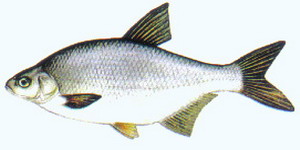 coarsefish