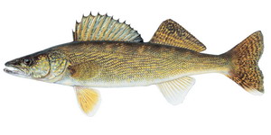 coarsefish
