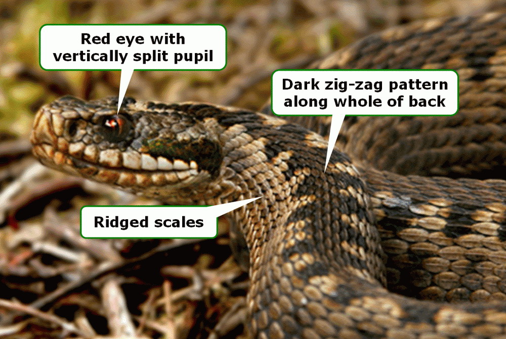 Adder Snake