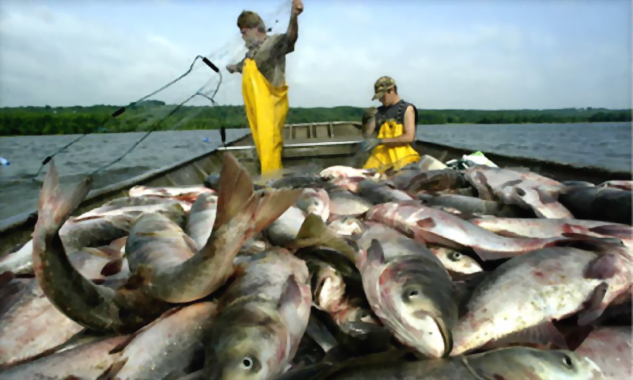 Asian Carp