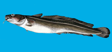Animated Fish Pictures - Species Information