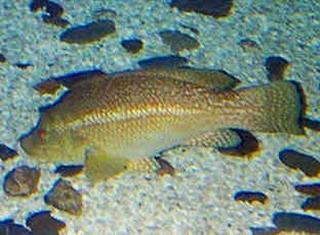 Real Fish Pictures - Species Information