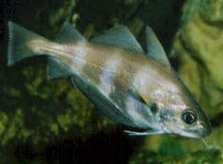 Real Fish Pictures - Species Information