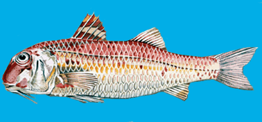 Animated Fish Pictures - Species Information