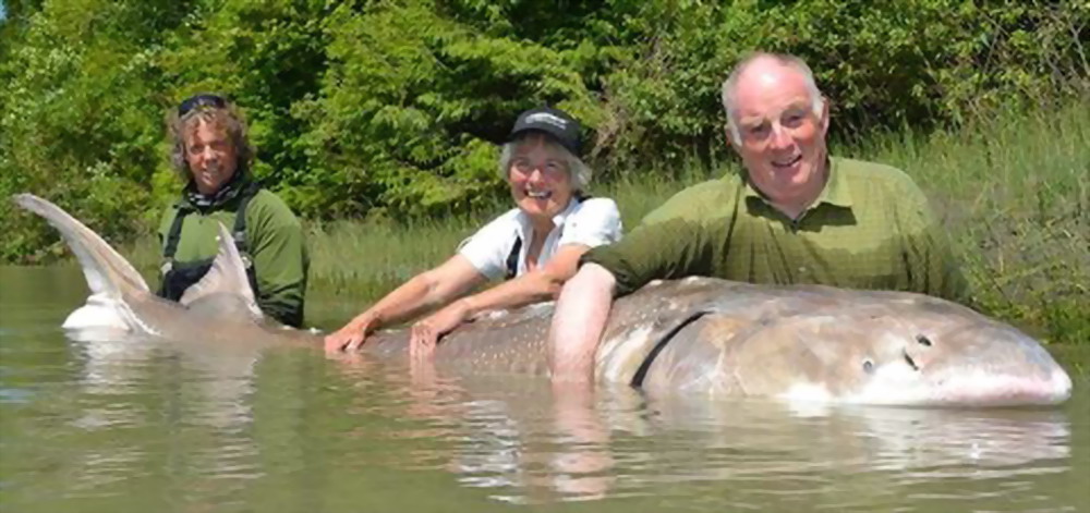 1200lb White Sturgeon