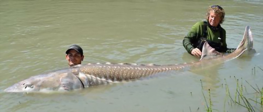 1200lb White Sturgeon